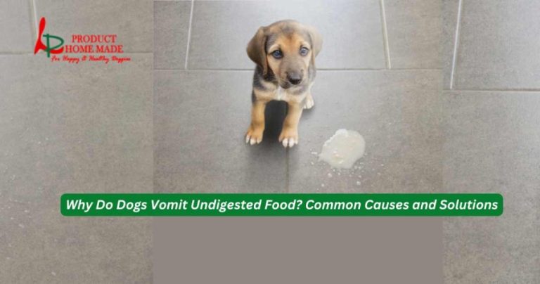 Why do dogs vomit undigested food